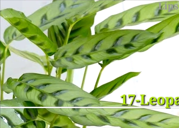 Calathea Leopardina
