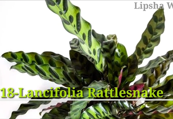 Calathea Lancifolia Rattlesnake