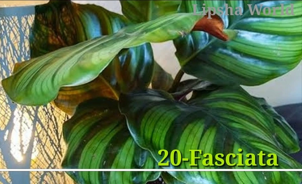 Calathea Fasciata