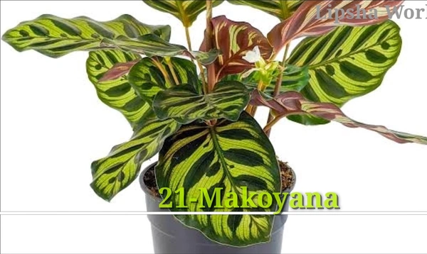 Calathea Makoyana