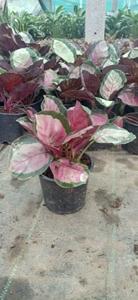 Calathea  Crimson
