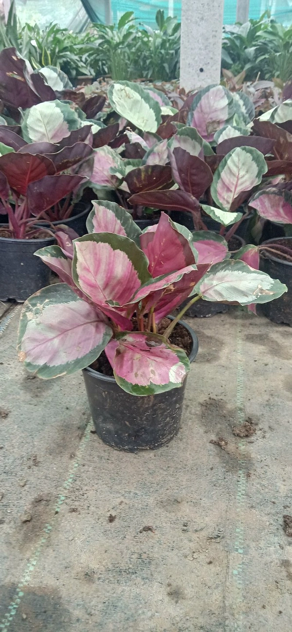 Calathea  Crimson