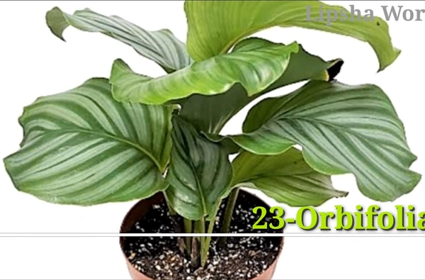 Calathea Orbifolia