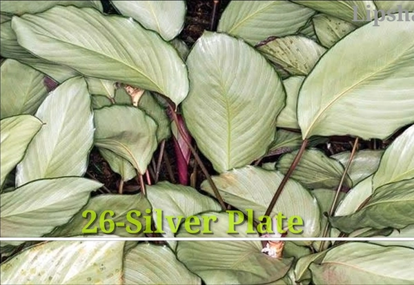 Calathea Silver Plate