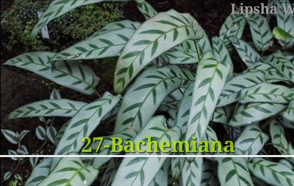 Calathea Bachemiana