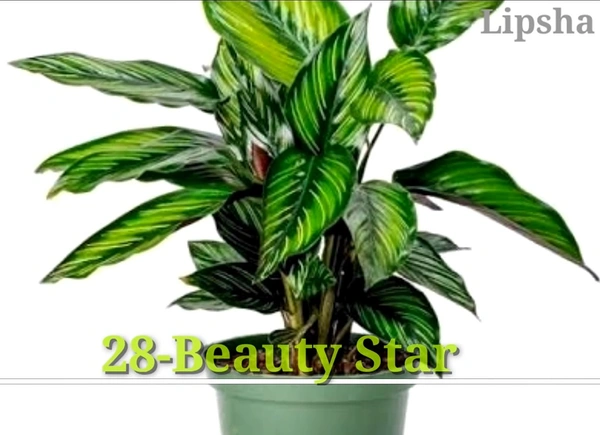 Calathea Beauty Star