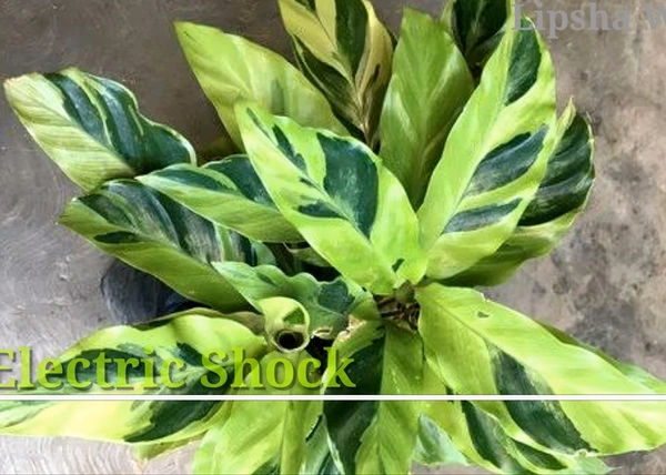 Calathea Electric Shock
