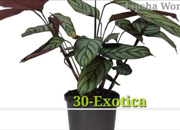 Calathea Exotica