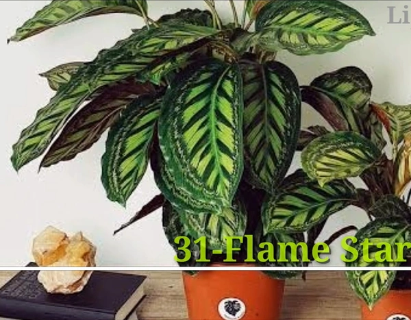 Calathea Flame Star