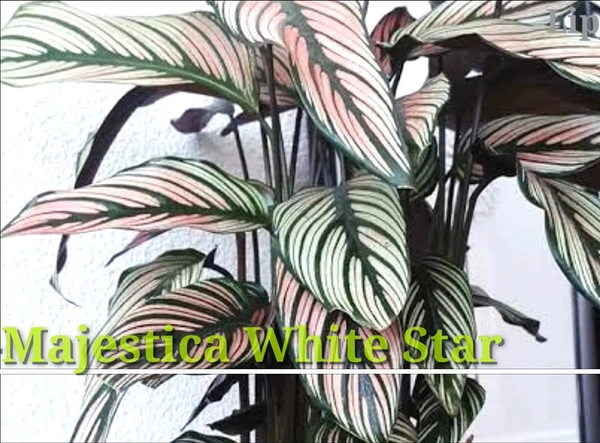 Calathea Majestica White Star