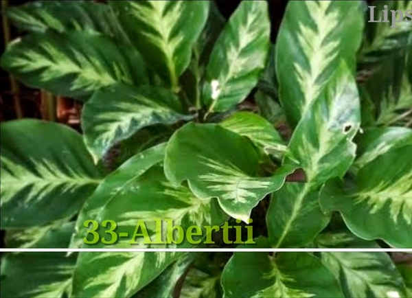Calathea Albertii