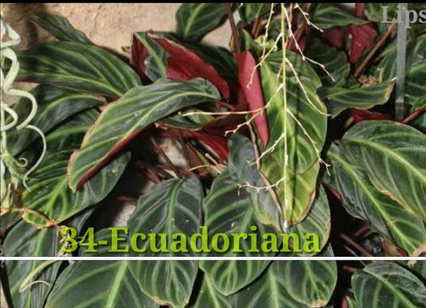 Calathea Ecuadoriana