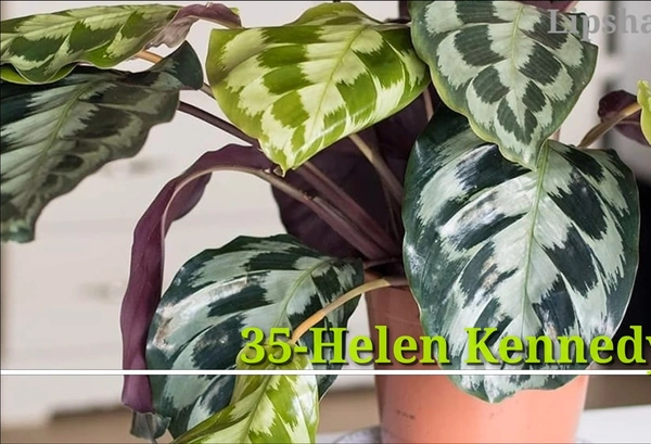 Calathea Helen Kennedy