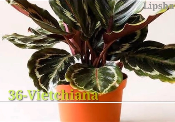 Calathea Vietchiana