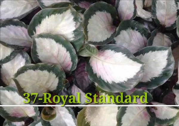 Calathea Royal Standard