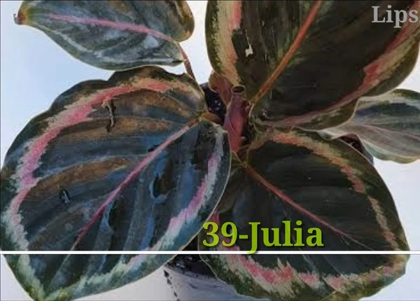 Calathea Julia