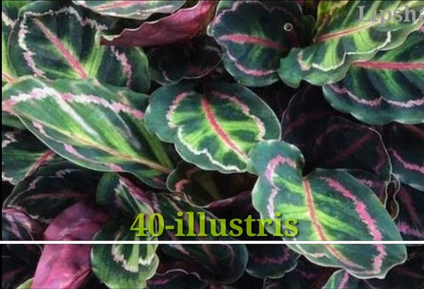 Calathea illustris