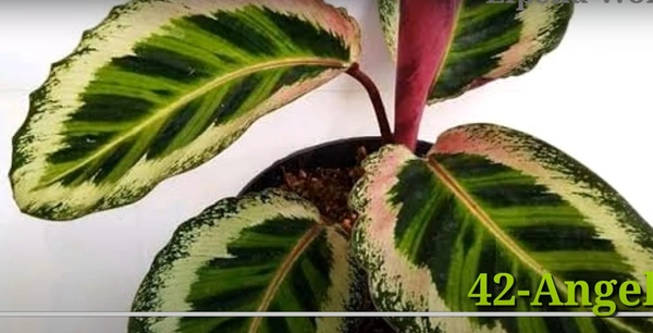 Calathea Angela