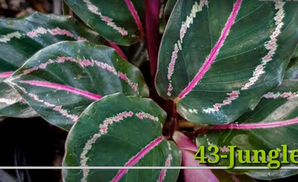 Calathea Jungle Rose