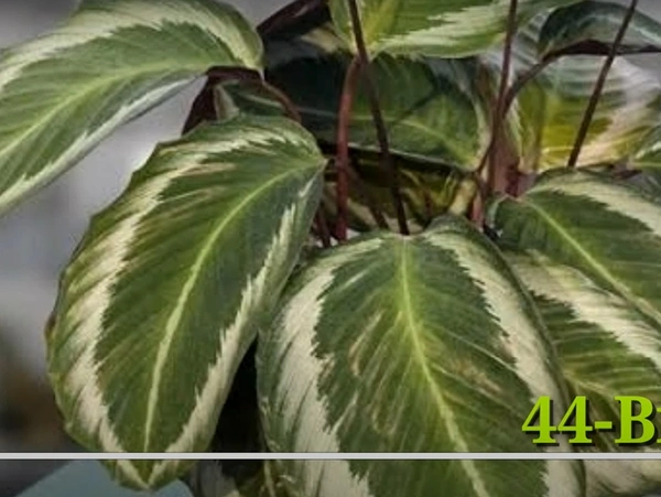 Calathea Bicajoux