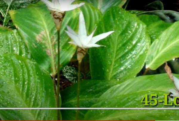 Calathea Loeseneri