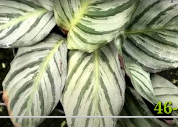 Calathea Fucata