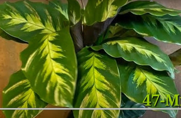 Calathea Misto
