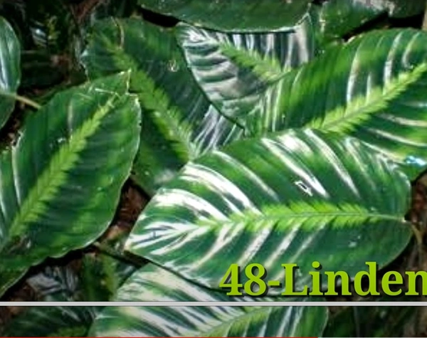 Calathea Indeniana