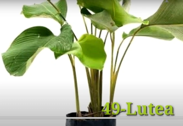 Calathea Lutea