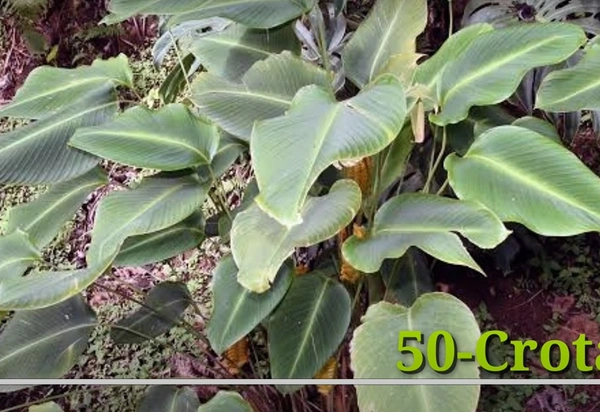 Calathea Crotalifera
