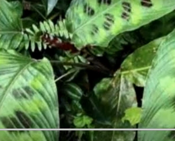 Calathea Pavonii