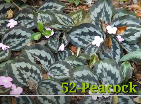 Calathea Peacock Ginger