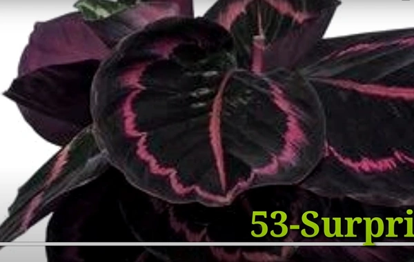 Calathea Surprise Star