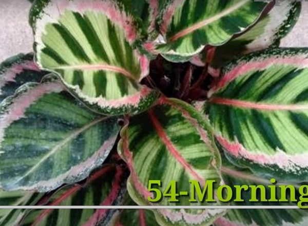 Calathea Morning Dew