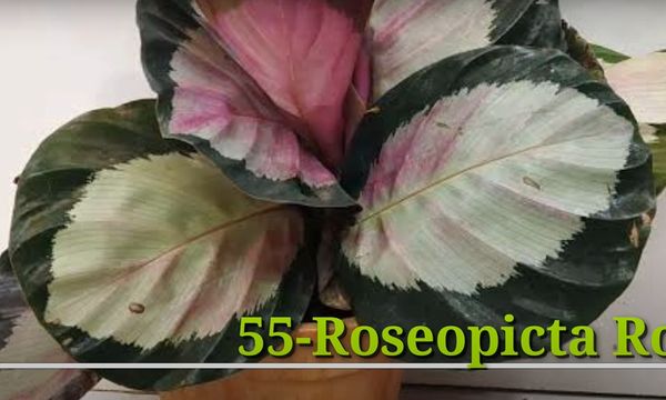 Calathea Rosepicta Rosy
