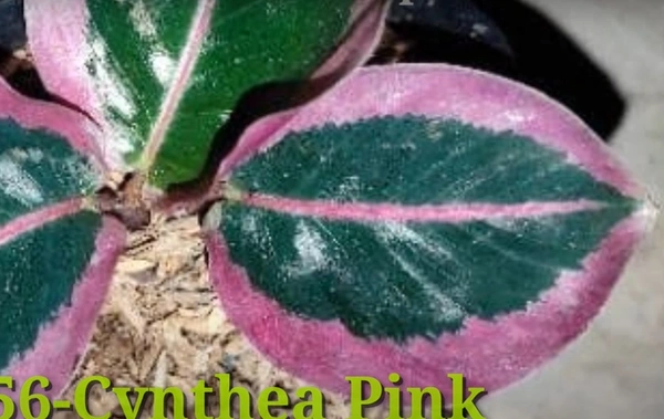 Calathea Cynthea Pink