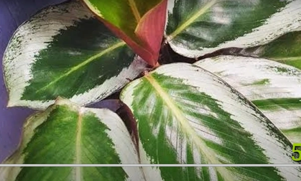 Calathea Mia