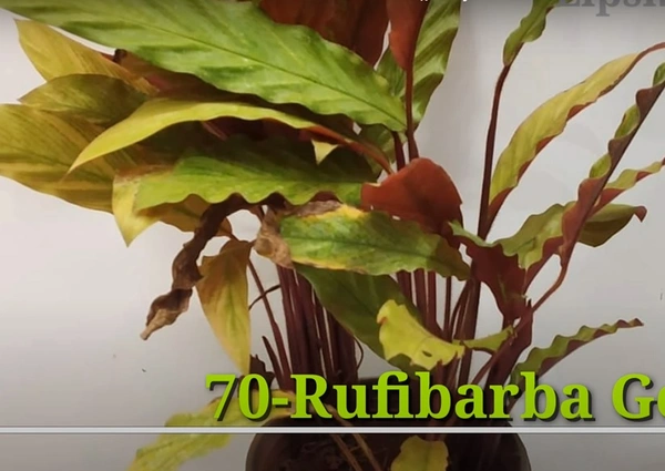 Calathea Rufibarba Golden
