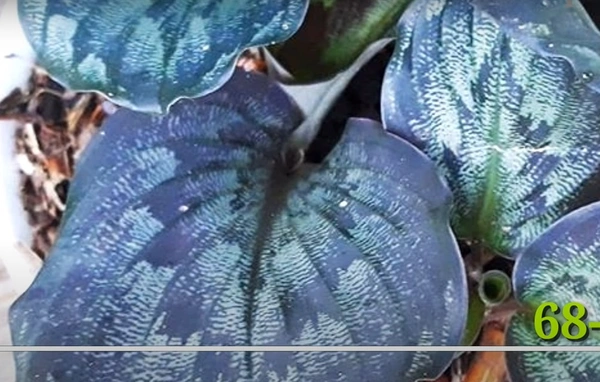 Calathea Figgur