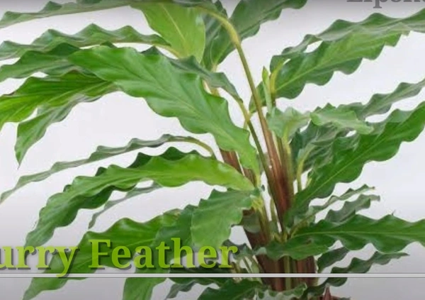 Calathea Furry Feather
