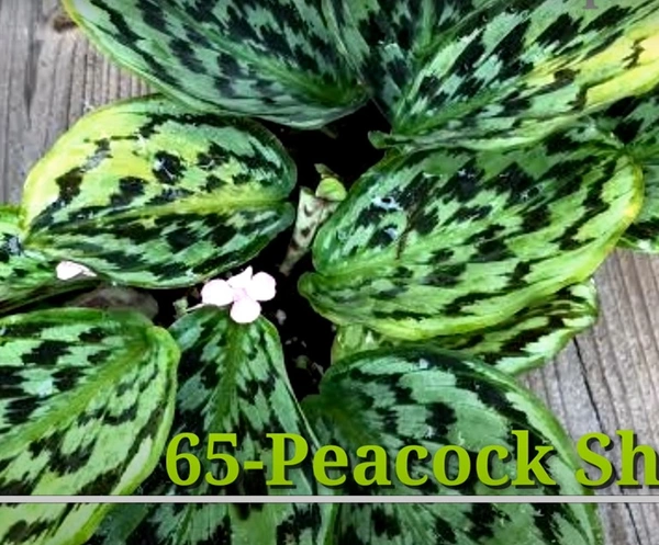 Calathea Peacock Shazam