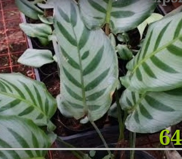 Calathea Bella