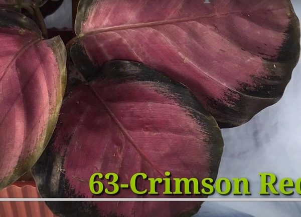 Calathea Crimson Red