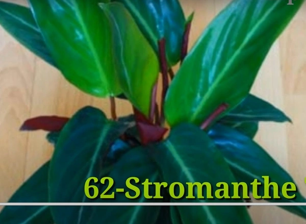 Calathea Stromanthe Thalia