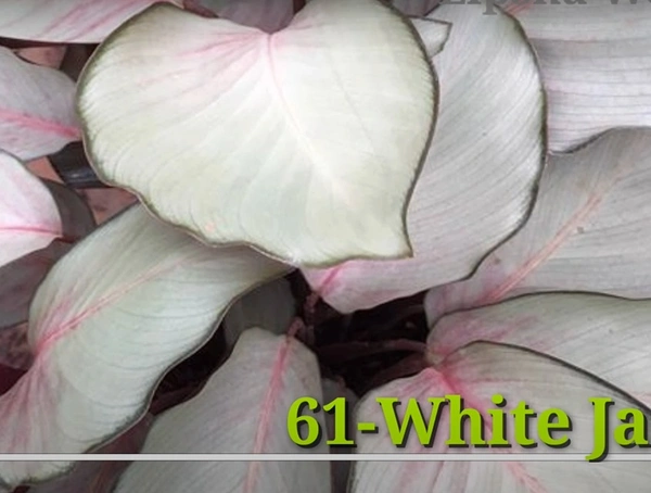 Calathea White Jede