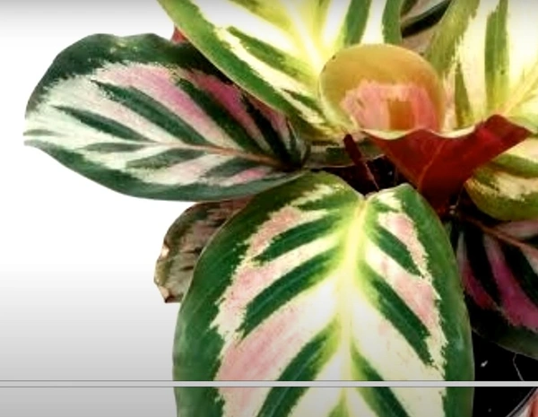 Calathea Cora