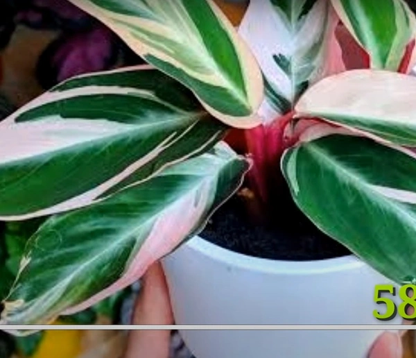 Calathea Triostar