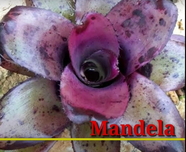 Bromeliad Mandela