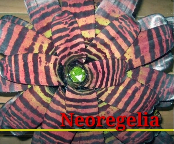 Bromeliad Neoregelia