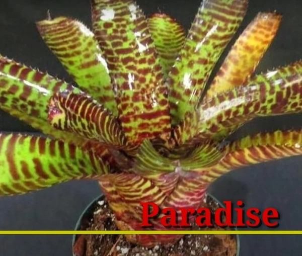 Bromeliad Paradise